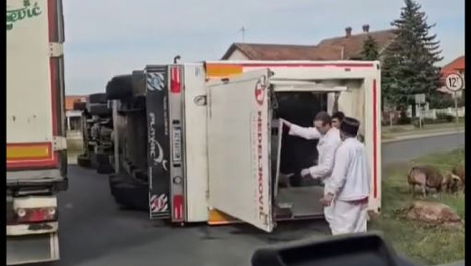Svinje ispale iz kamiona