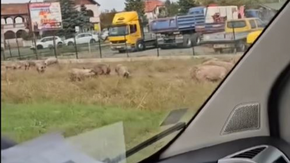 Svinje ispale iz kamiona