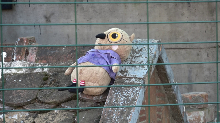 Najveća sova na svetu živi u Kikindi