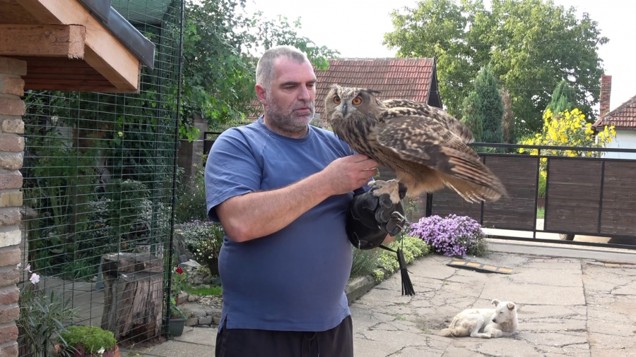 Najveća sova na svetu živi u Kikindi