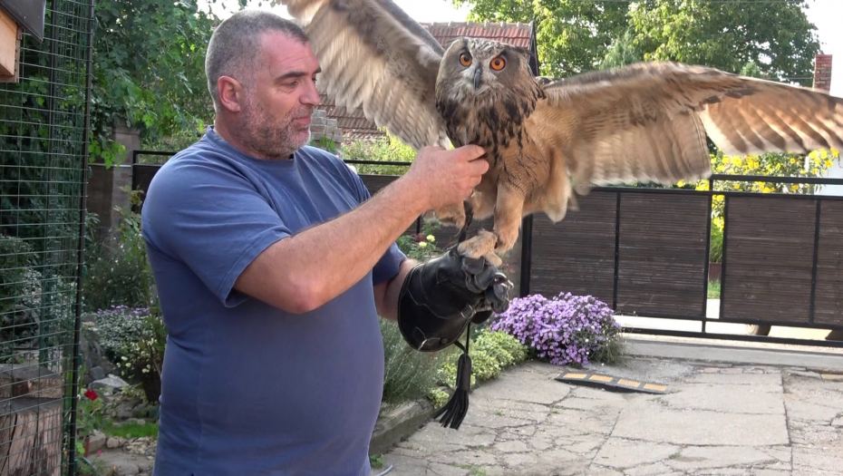Najveća sova na svetu živi u Kikindi