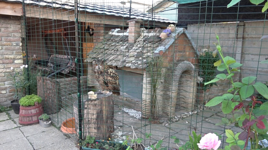 Najveća sova na svetu živi u Kikindi