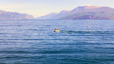 Vlasti na Floridi saopštile su danas da je 11 osoba, uključujući dvoje dece, povređeno u eksploziji čamca na Dan sećanja, ali da je pas, koji se takođe nalazio na čamcu, nepovređen