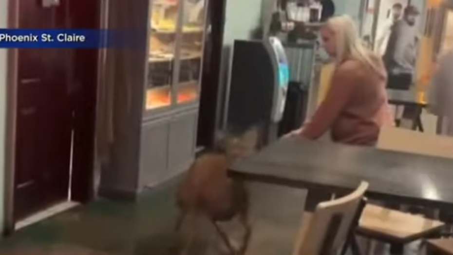 srna uletela u restoran