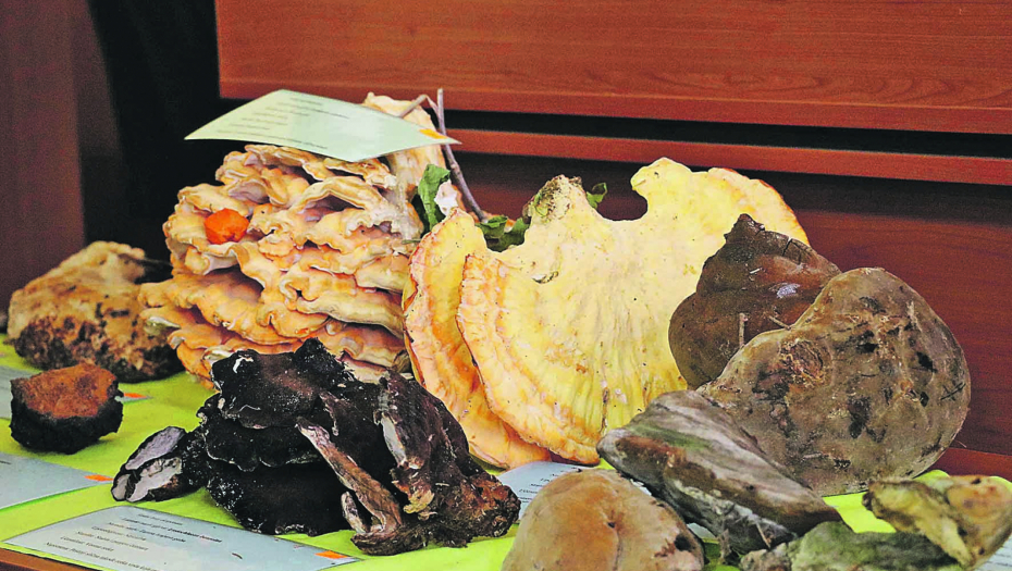 Retke gljive u Srbiji