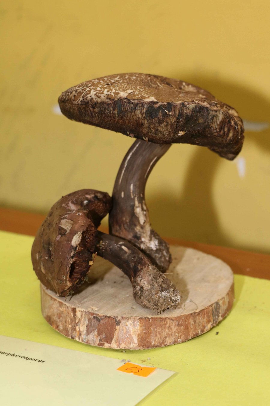 Retke gljive u Srbiji