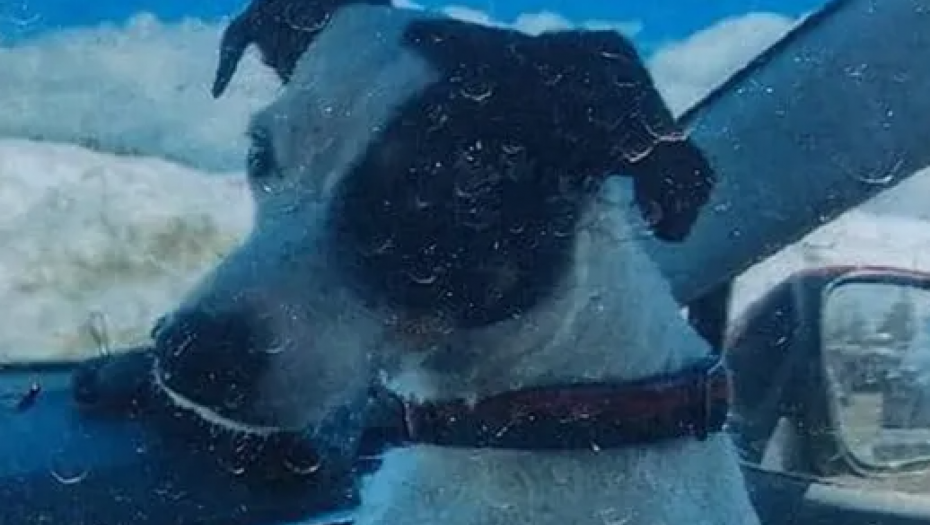 Pas čekao mrtvog vasnika