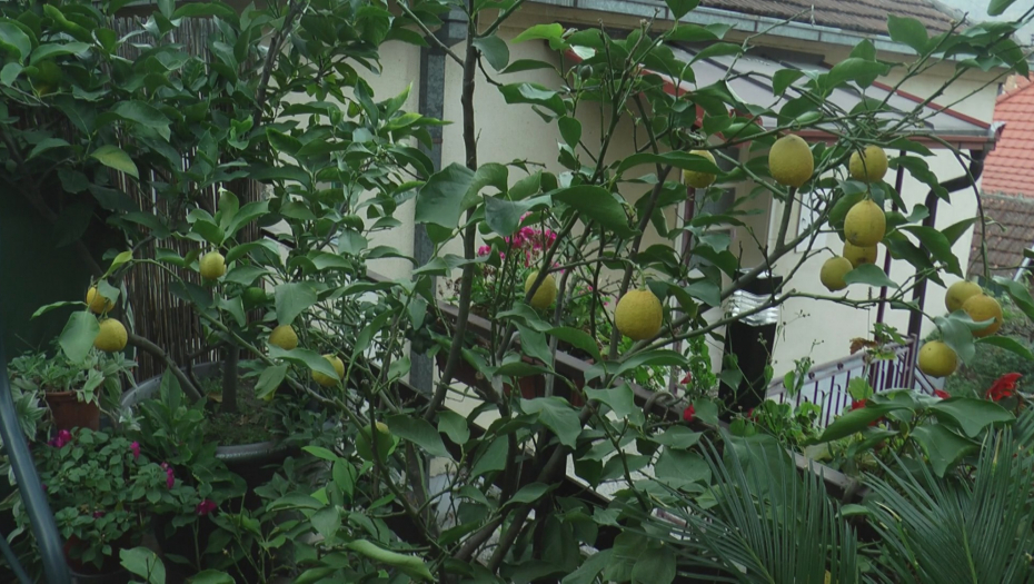 Limun i pomorandže u Bajinoj Bašti