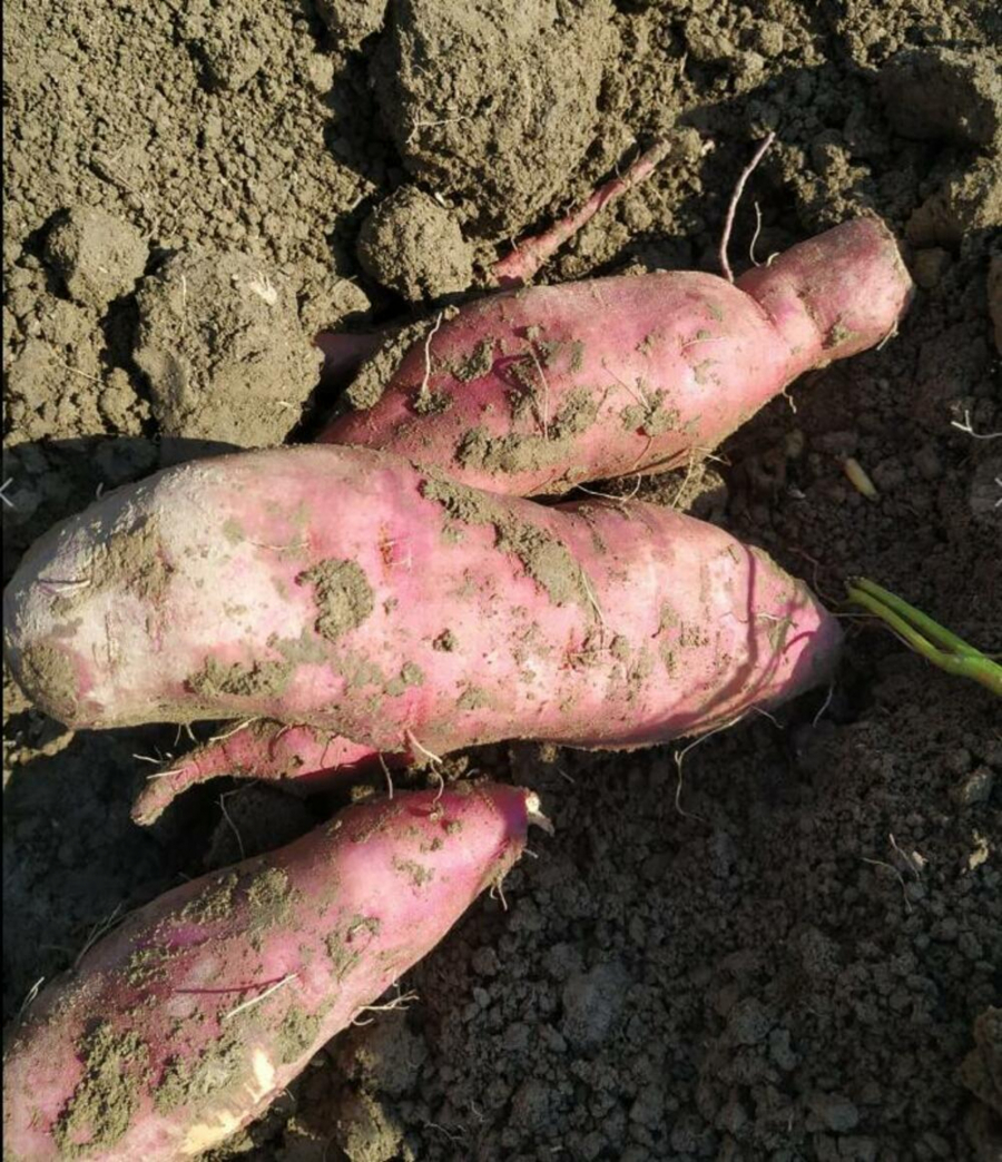 vedrana i marko gaje povrće