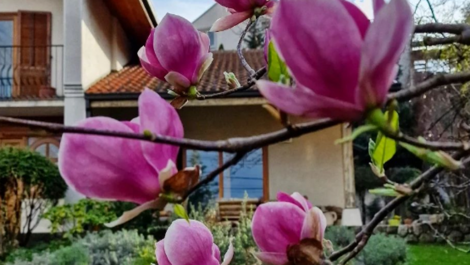 Dom Danice Maksimović