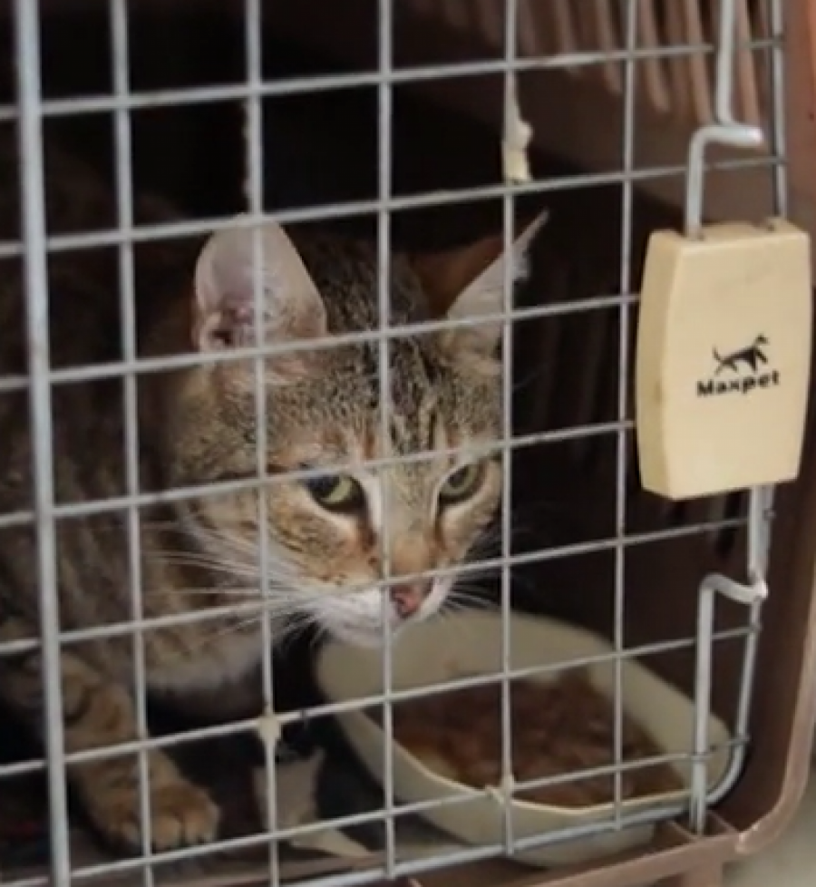 Mačke u zatvoru