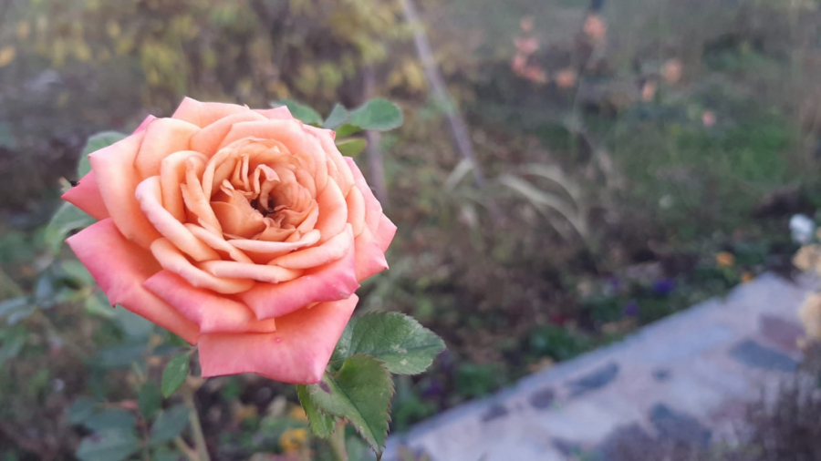 Procvetala ruža u decembru