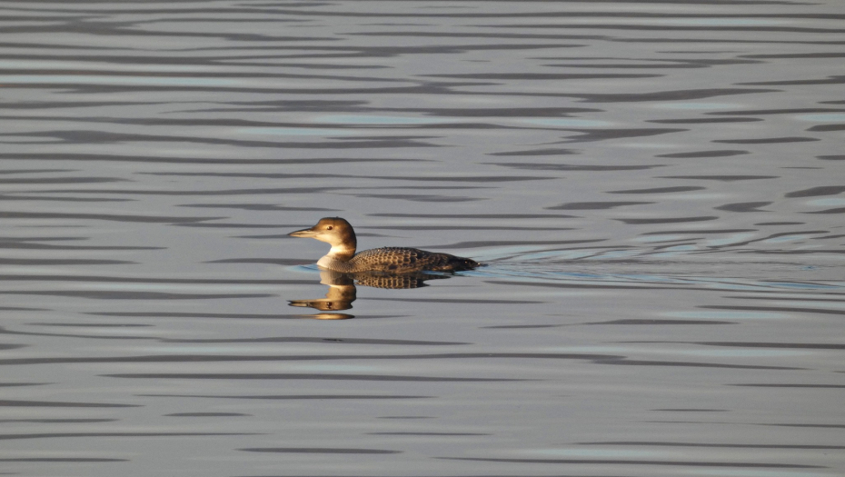 Potvršena nova vrsta ptica u Srbiji
