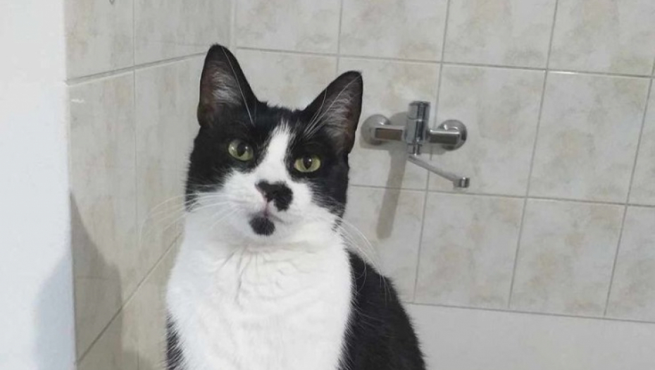 Nestala mačka Maza u Pančevu