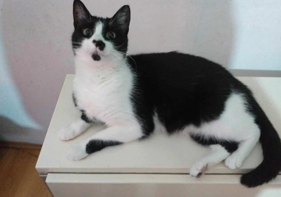 Nestala mačka Maza u Pančevu