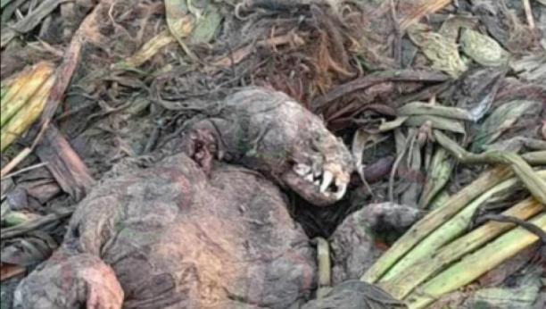 životinja pronađena na plaži