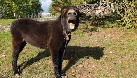 Započnite jutro nasmejani uz Alo vic dana