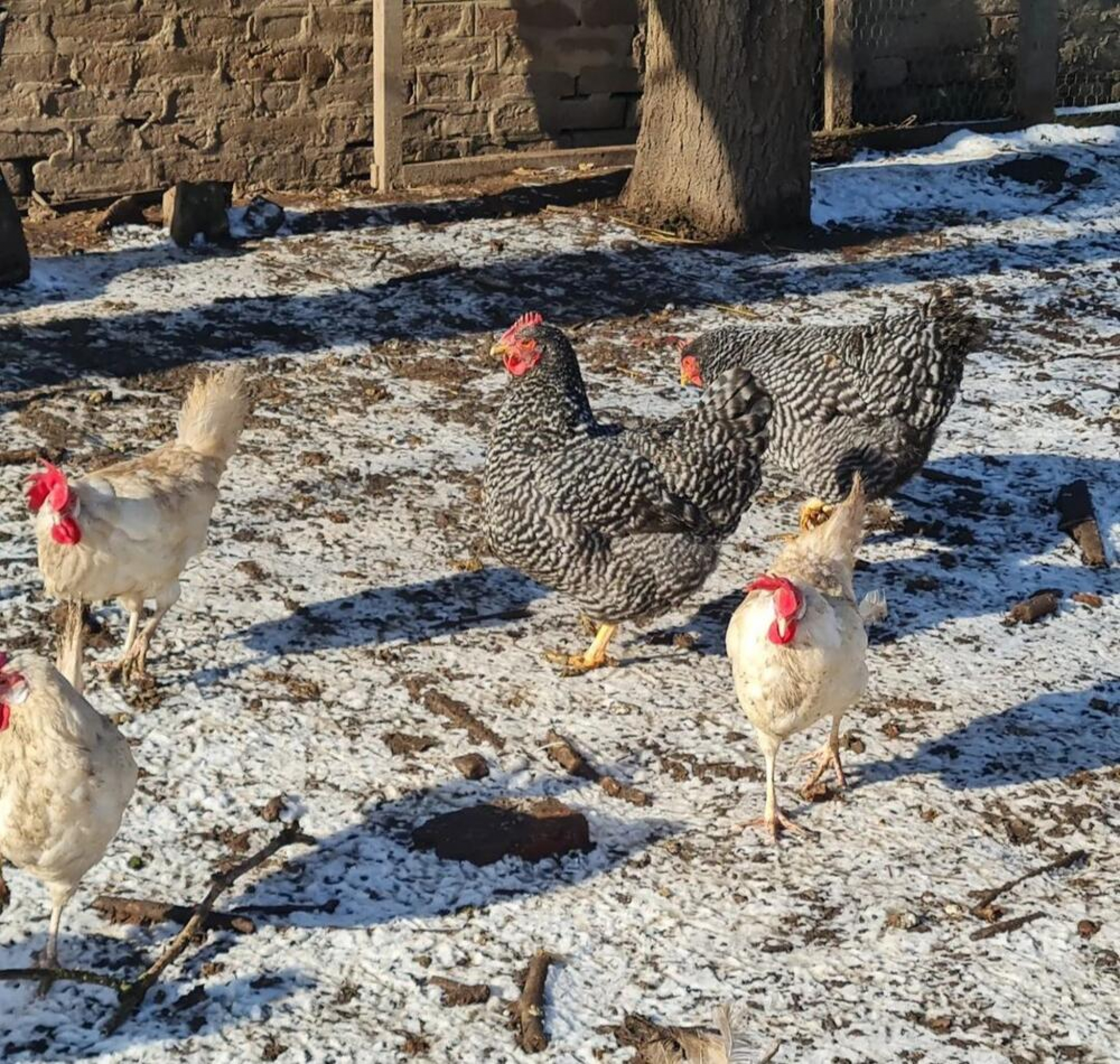 Marko Jevtić Velika Plana