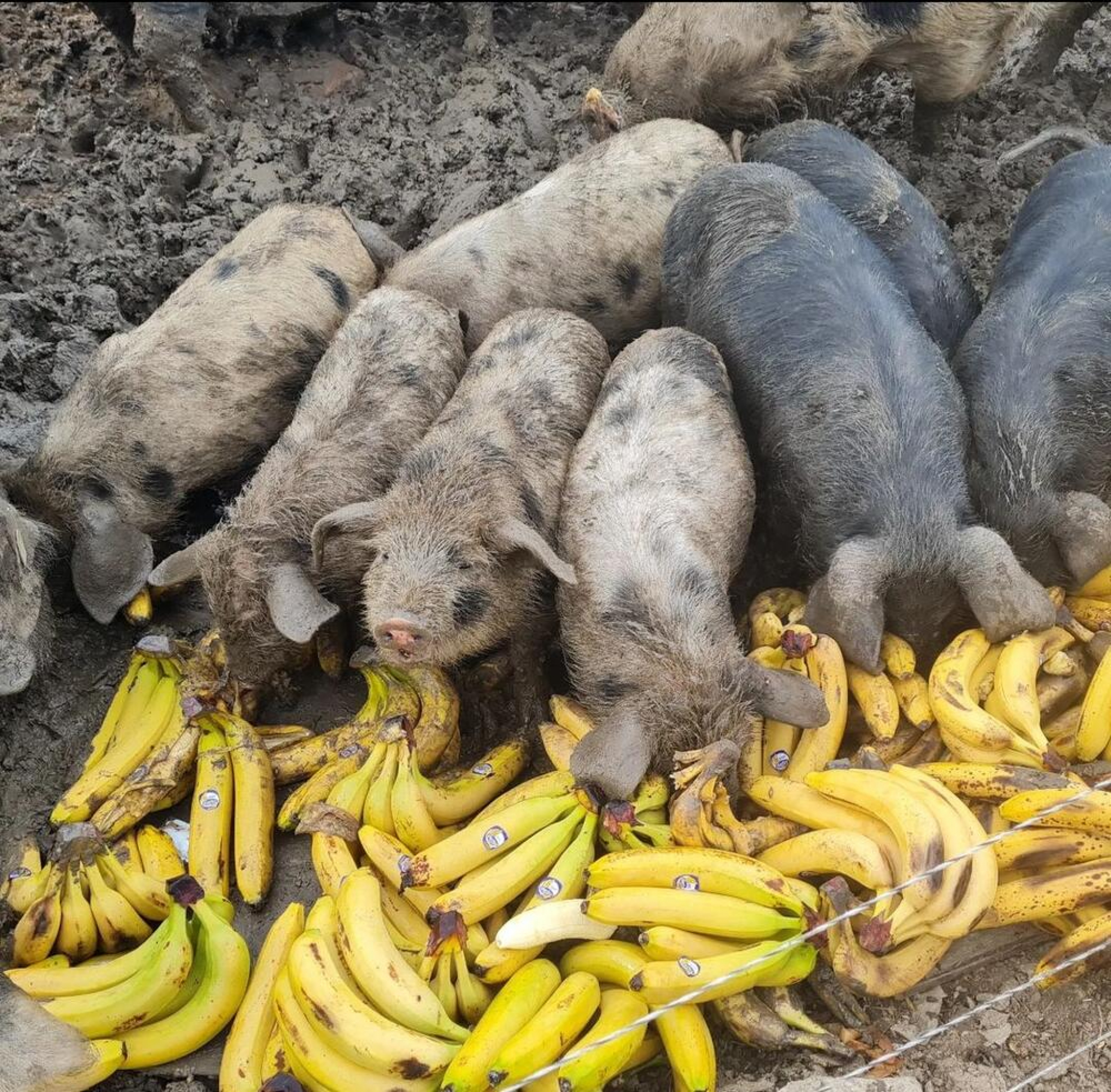 Marko Jevtić Velika Plana