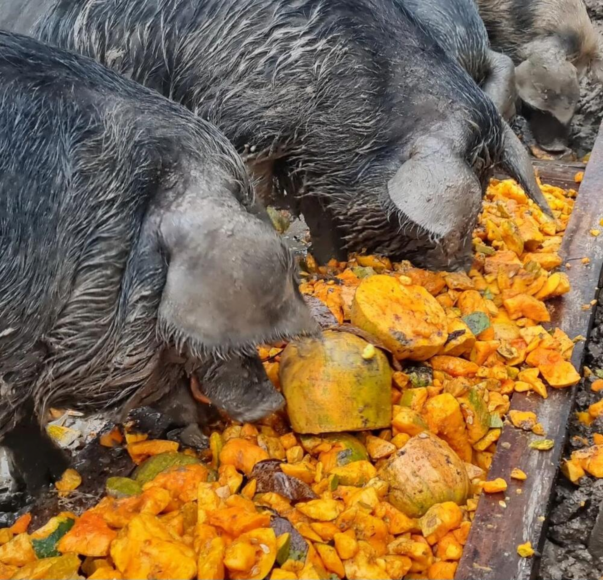 Marko Jevtić Velika Plana