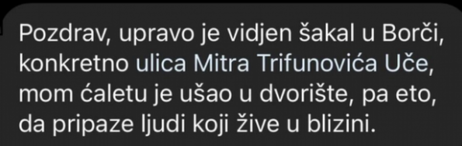 šakali borča