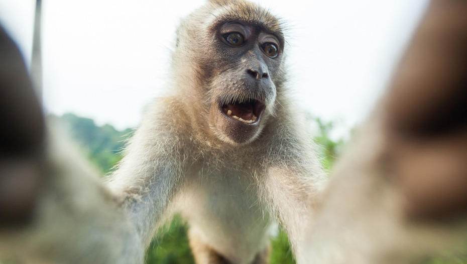 majmun koji pravi selfi