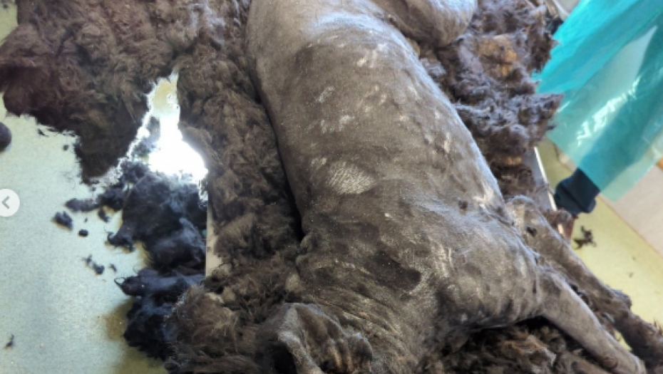 instagram.com/rspca_official