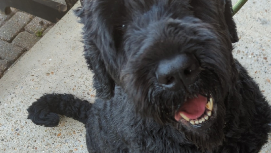 instagram.com/rspca_official