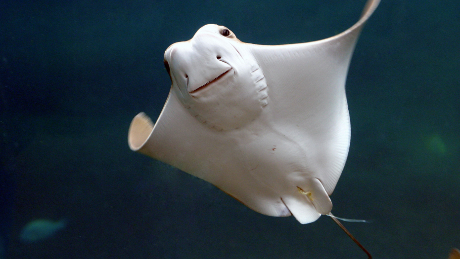 ljudi gledaju akvarijum