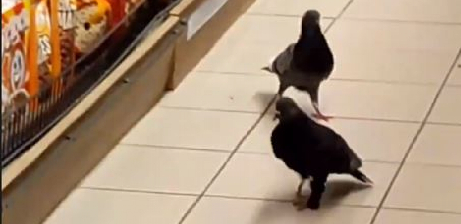 Golubovi u supermarketu