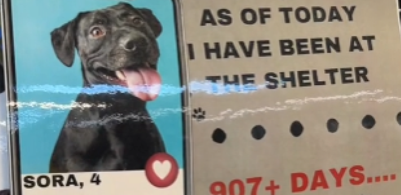 pas vraćen u prihvatilište