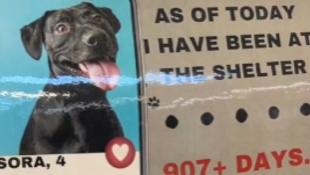 pas vraćen u prihvatilište