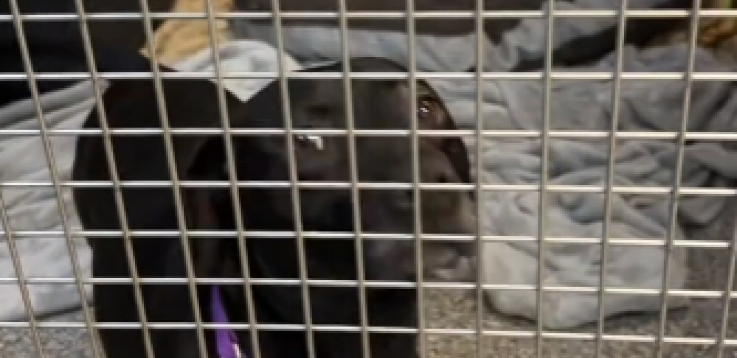 pas vraćen u prihvatilište