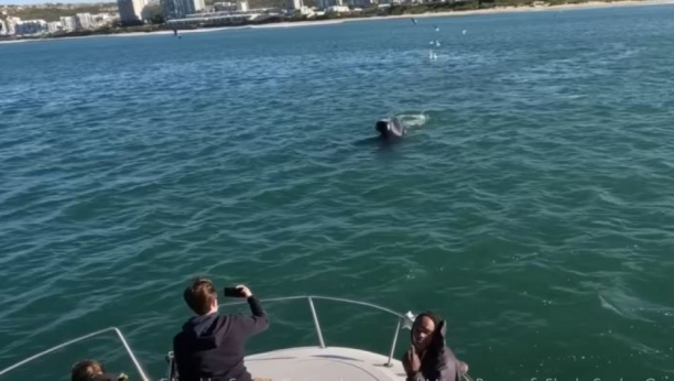 Orka ubija belu ajkulu