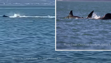 Stravičan napad ajkule na popularnoj australijskoj plaži Kabareta završio se teškim povredama tinejdžera. Još jedna tragedija nakon što je nedavno druga tinejdžerka izgubila život u sličnom incidentu. Saznajte šta se tačno desilo i kako zajednica reaguje!