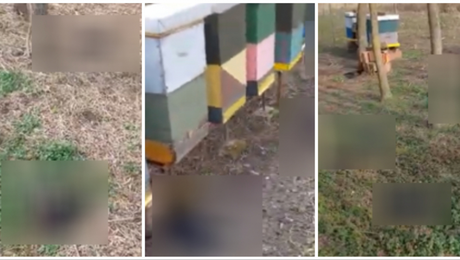 vrane mrtve kod kikinde