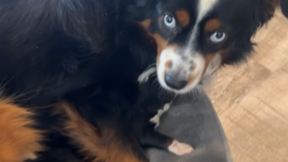 ženka se brine o štencima