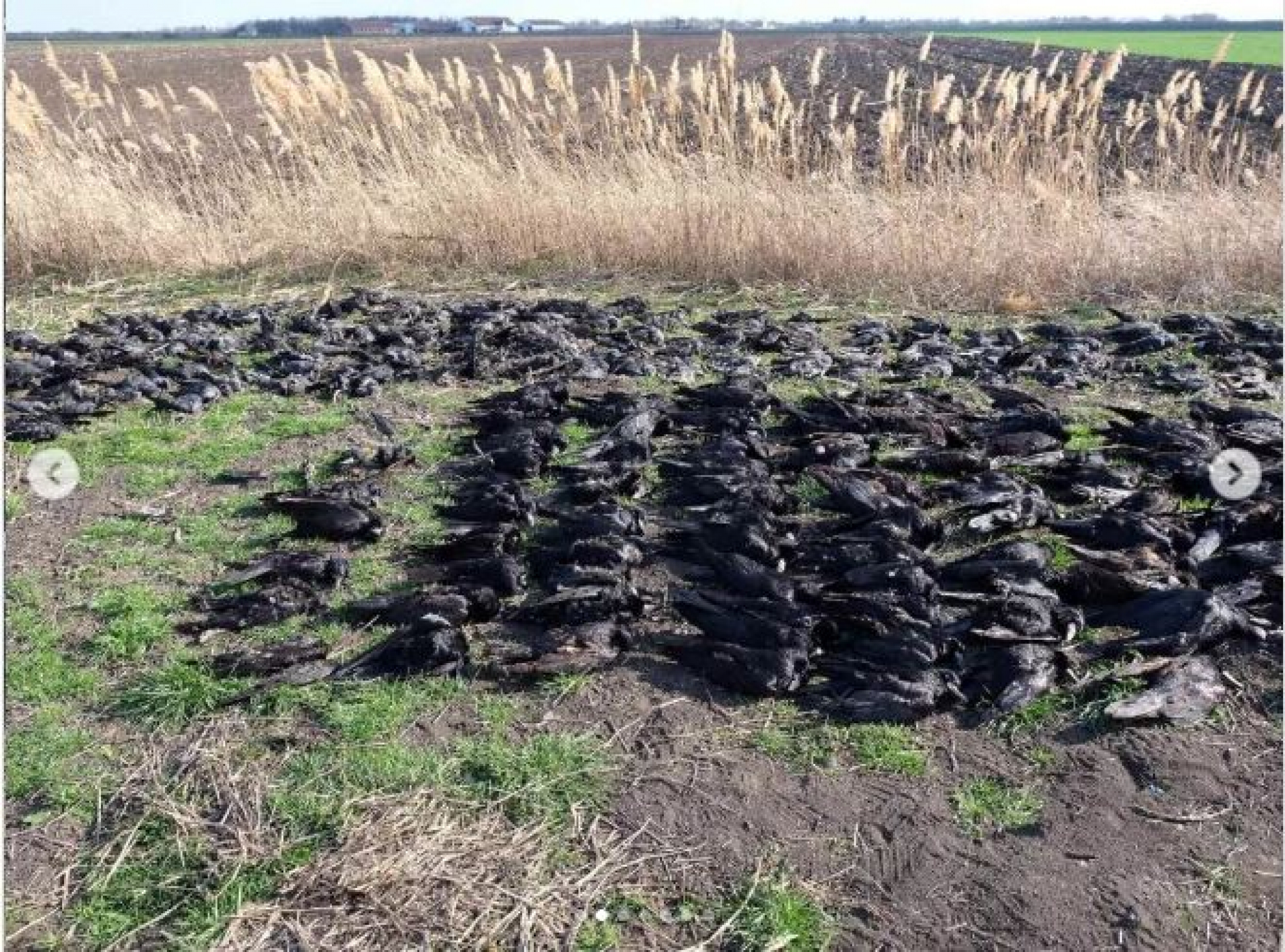 Mrtve ptice kod Kikinde