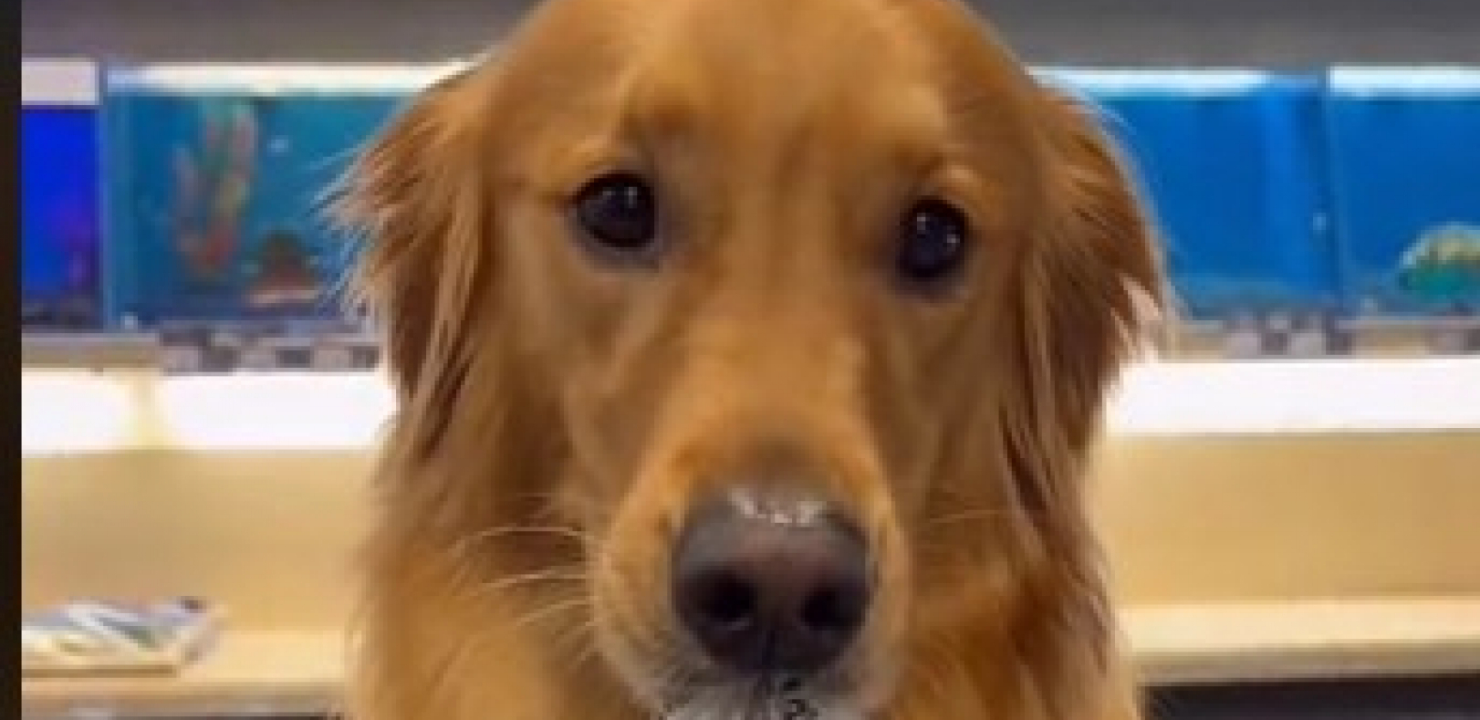 retriver pravi grimase