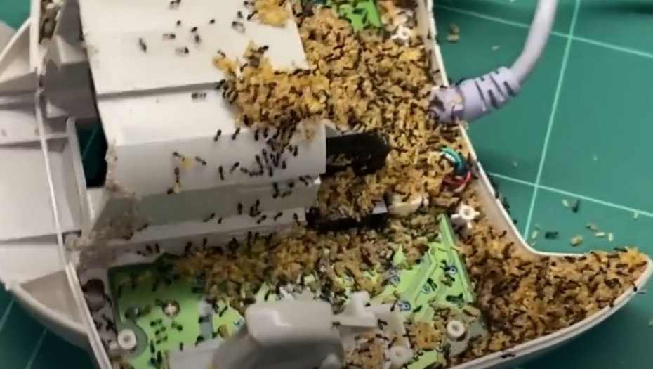 mravi u plejstešnu