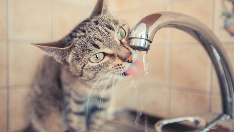 mačka pije vodu iz slavine