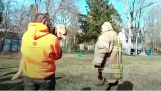 labrador se zaglavio