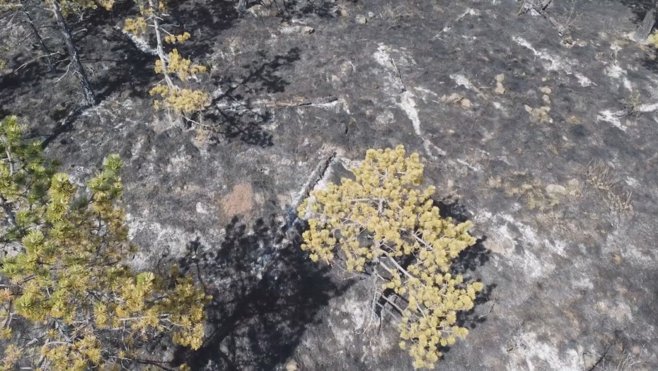 Vatrogasac Ružica Vujičić