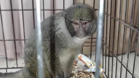 Dva muškarca osumnjičena da su deo međunarodnog lanca krijumčarenja divljih životinja uhvaćena su u Tajlandu sa 81 majmunom i metamfetaminom tokom vikenda, blizu granice sa Kambodžom, saopštile su vlasti