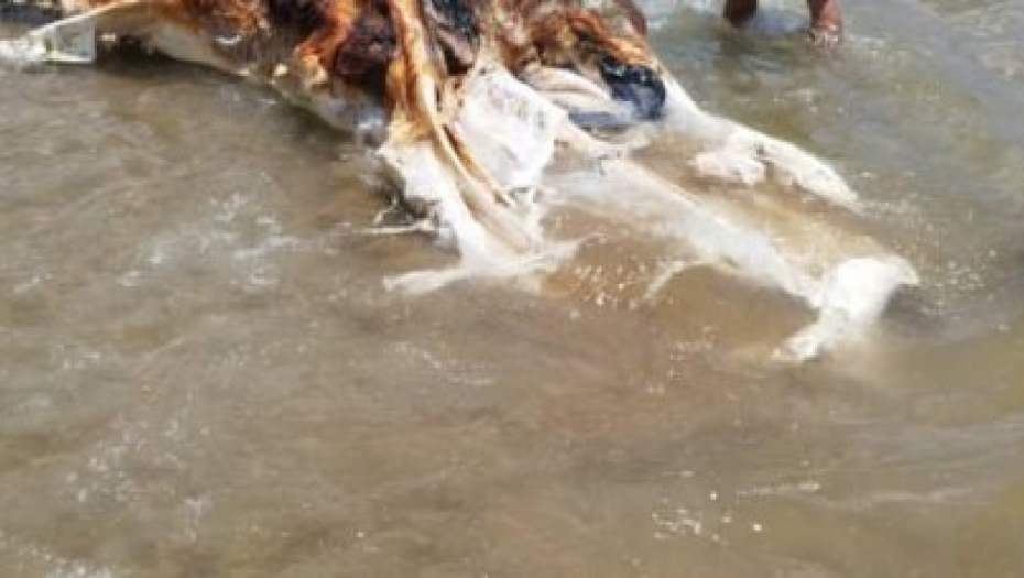 zastrašujuće stvorenje