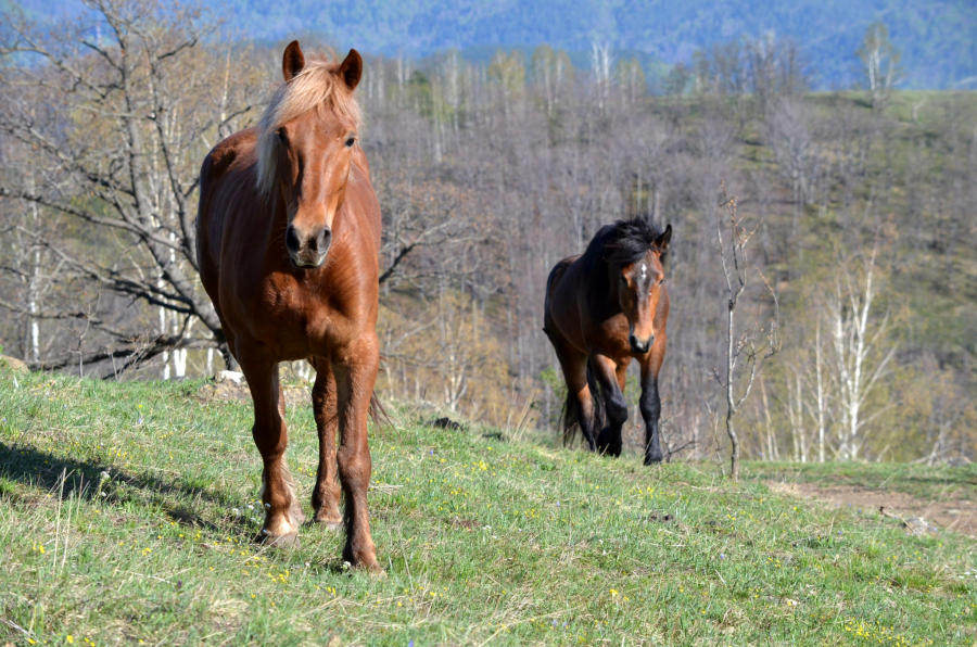 Centralna Srbija, planina Stolovi, planinski vrh Tepek,
