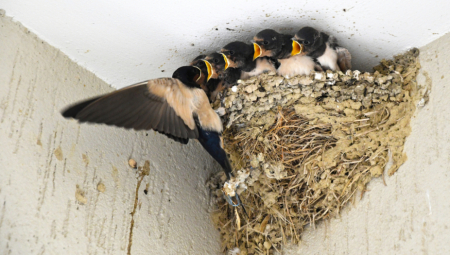 Ko lastino gnezdo ruši– sam svoju sreću teri! Ovo su reči koje nikad ne zaboraviš