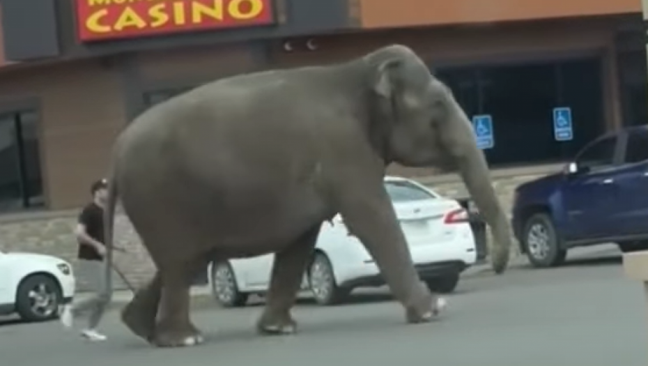 Slonica šeta gradom