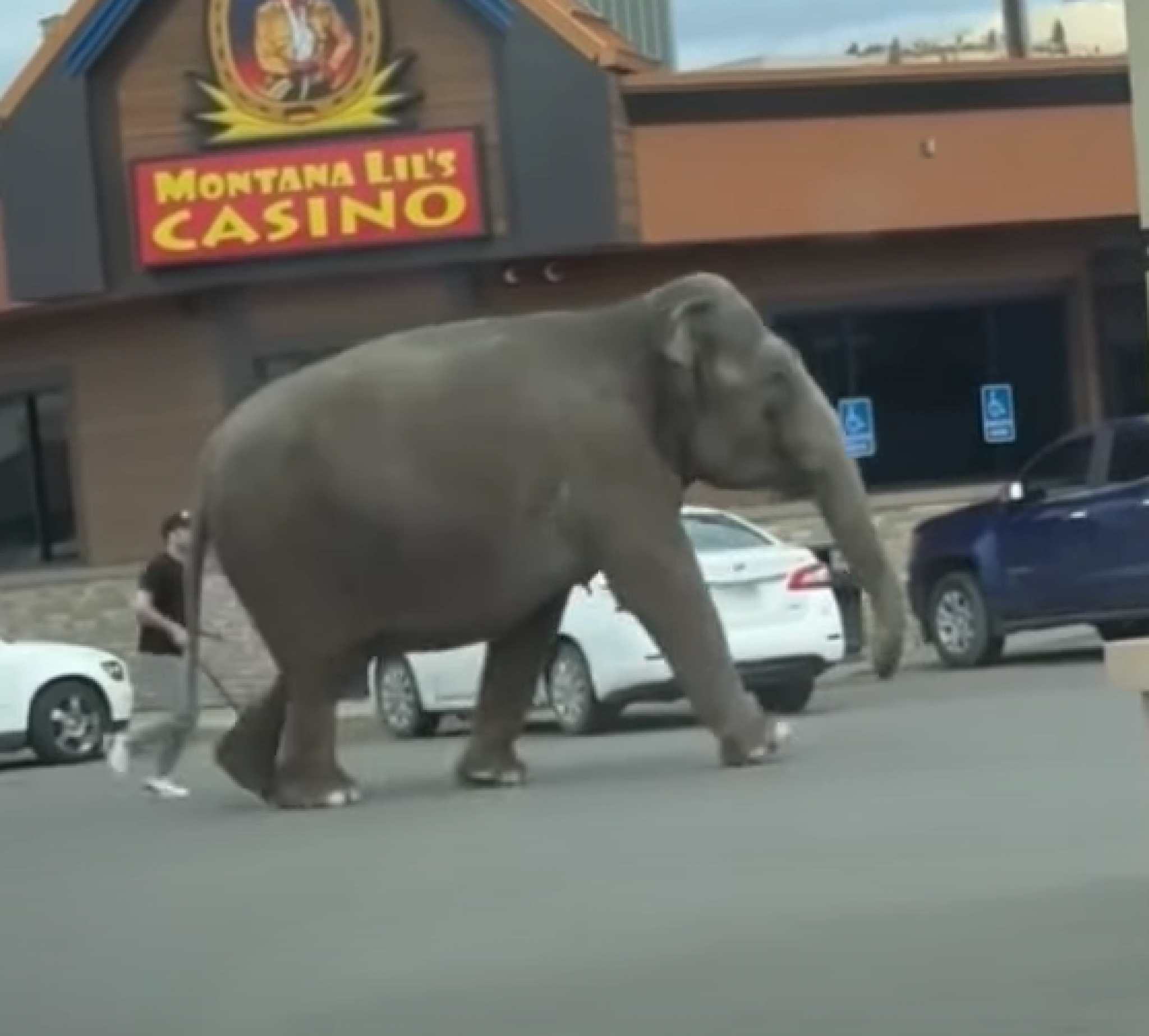 Slonica šeta gradom