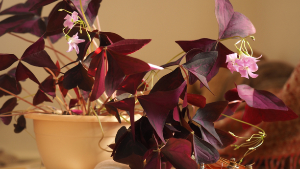 Ljubičasta detelina